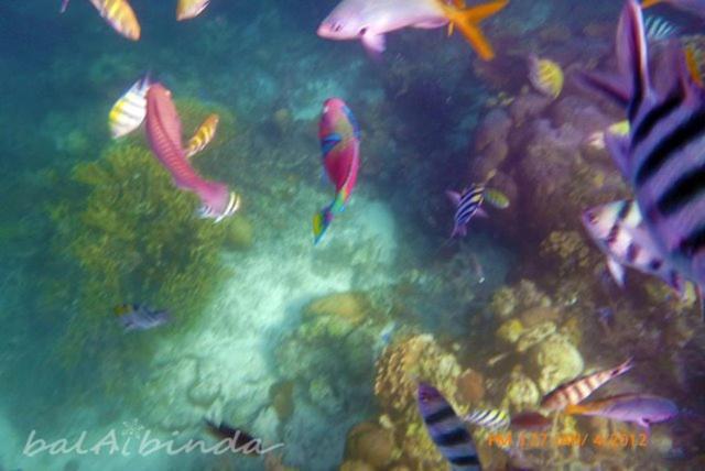 Balaibinda Lodge Busuanga Eksteriør billede