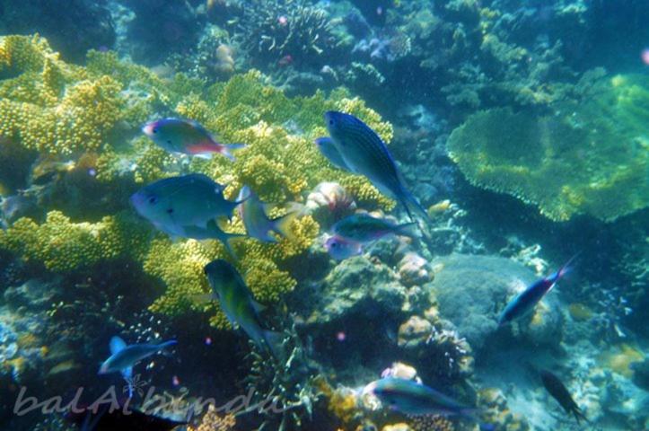 Balaibinda Lodge Busuanga Eksteriør billede